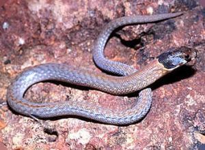 鱗腳蜥科 鱗腳蜥科