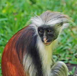 桑給巴爾紅疣猴 桑給巴爾紅疣猴