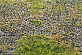 近地表調查 近地表調查