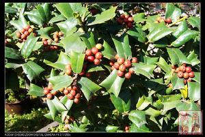 木蘭綱-衛矛目-冬青