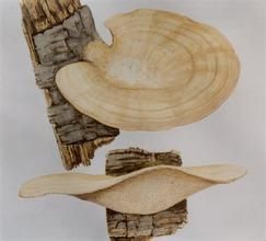 紫椴栓菌 紫椴栓菌