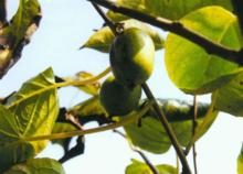 魁綠獼猴桃
