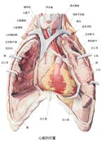 心臟[脊椎動物的中心器官]