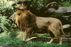 雄性亞洲獅