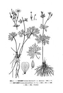 寬腎葉老鸛草 寬腎葉老鸛草