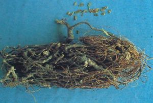 千斤雞骨湯 千斤雞骨湯