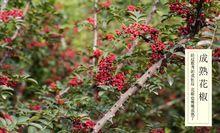 韓城大紅袍花椒