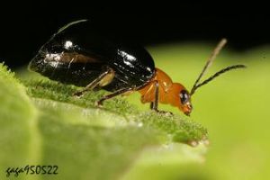 橫帶擬守瓜 橫帶擬守瓜