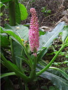 多雄蕊商陸 多雄蕊商陸