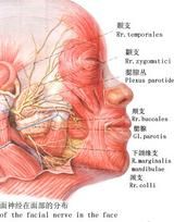 聽神經鞘瘤 聽神經鞘瘤
