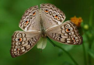 波紋眼蛺蝶 波紋眼蛺蝶