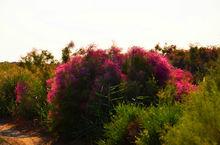 敦煌西湖濕地生態公園