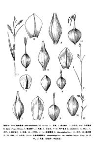 細形薹草 細形薹草