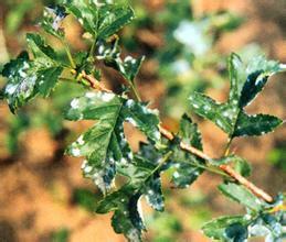 山楂白粉病 山楂白粉病