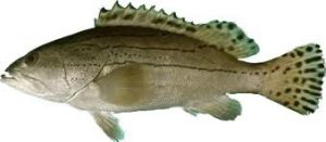 寬頻石斑魚 寬頻石斑魚