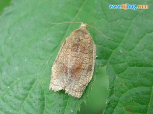 棉褐帶卷蛾