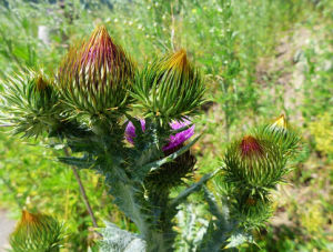 準噶爾薊 準噶爾薊