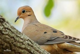 哀鴿指名亞種 哀鴿指名亞種