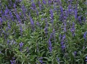 暗紫鼠尾草 暗紫鼠尾草