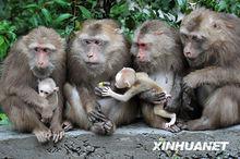樂峰赤壁生態風景區野生短尾猴