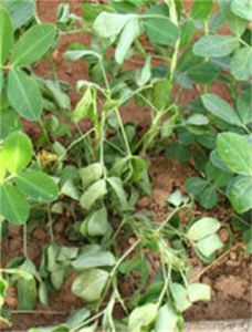 鄂花6號 鄂花6號