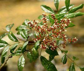 軟莢紅豆 軟莢紅豆