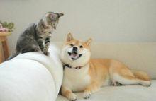 柴犬[日本柴犬]