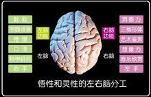 左右腦分工圖