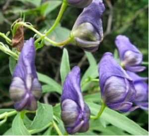 低矮華北烏頭 低矮華北烏頭