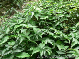 樓梯草屬 樓梯草屬