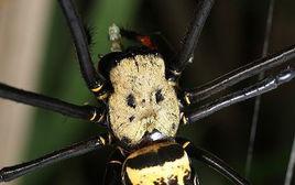 人面黑腄蠁 人面黑腄蠁