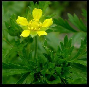 沼委陵菜 沼委陵菜