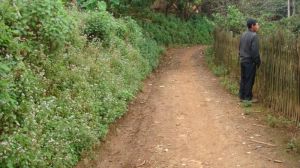 壩丙新寨村 壩丙新寨村