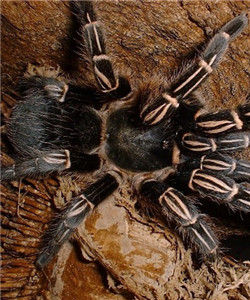 哥斯達離加斑馬腳 哥斯達離加斑馬腳