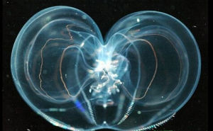 葉狀櫛水母 葉狀櫛水母