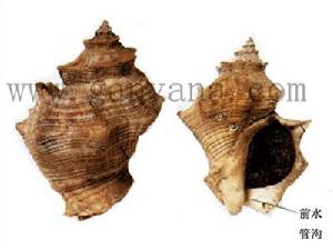 稜角岩螺 稜角岩螺