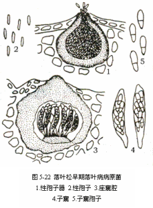 日本落葉松球腔菌
