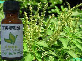 丁香羅勒油[丁香羅勒油]