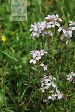 圓塊莖組 圓塊莖組