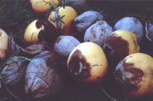 椰子致死黃化類菌原體 椰子致死黃化類菌原體