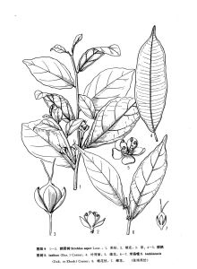 假鵲腎樹 假鵲腎樹