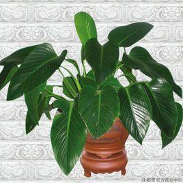 泰國金鑽蔓綠絨 泰國金鑽蔓綠絨