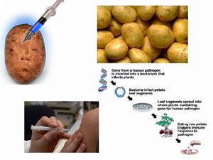 加入B肝疫苗的轉基因土豆