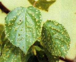 李細菌性穿孔病 李細菌性穿孔病