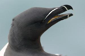 刀嘴海雀 刀嘴海雀