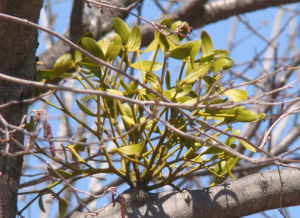五脈槲寄生 五脈槲寄生