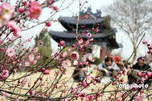 南京國際梅花節