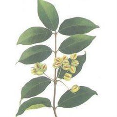 雲南風車子 雲南風車子