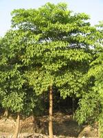 幌傘楓[中草藥]