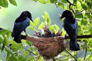 鳥類群落 鳥類群落